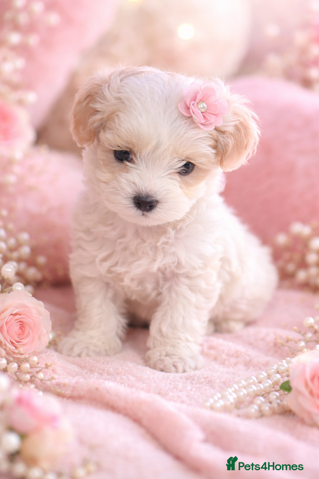 Maltipoo dogs Exceptional Genuine Maltipoo Puppies  - Advert 1