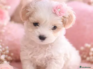 Maltipoo dogs Exceptional Genuine Maltipoo Puppies - Advert 1