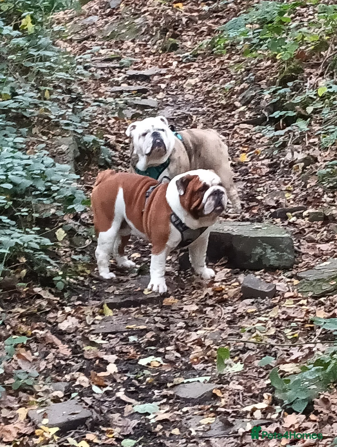 English Bulldog dogs for stud: For Stud: George (red/white) PROVEN in Brighouse - Advert 11