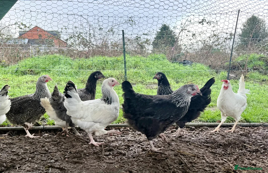 Chickens poultry for sale: Guaranteed female point of lay hybrids  - Advert 1