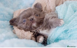 Chihuahua dogs for sale: ❤️stunning chihuahua pups❤️ - Image 16