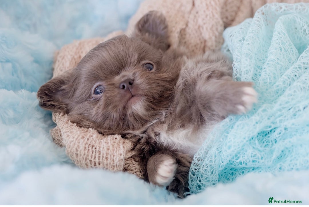 Chihuahua dogs for sale: ❤️stunning chihuahua pups❤️ - Image 16