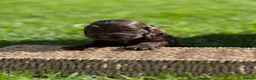 Cocker Spaniel dogs for sale: KC Registered Show-Type Cocker Spaniel Puppies - Advert 13