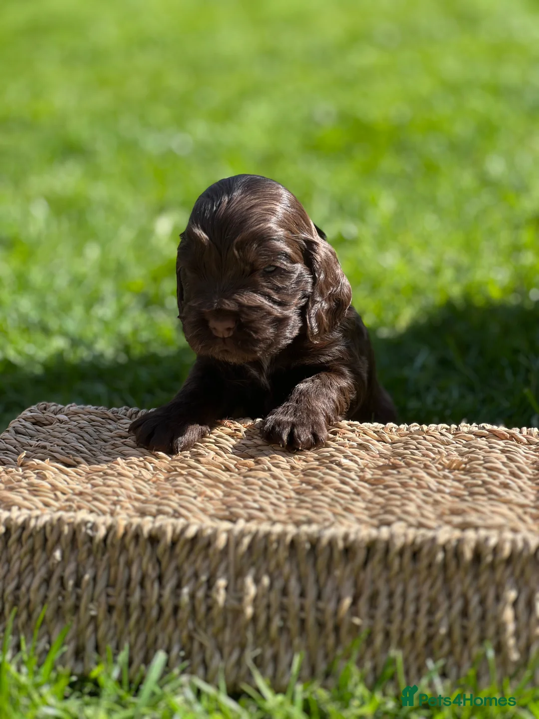 Cocker Spaniel dogs for sale: KC Registered Show-Type Cocker Spaniel Puppies - Advert 13