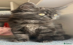 Ragdoll cats for sale: Smoke Ragdoll x British shorthair kitten - Image 3