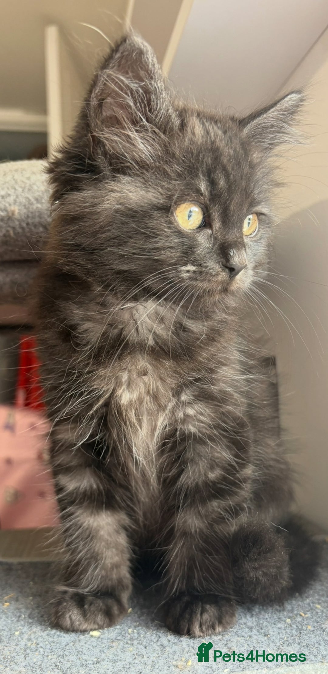 Ragdoll cats for sale: Smoke Ragdoll x British shorthair kitten - Image 3