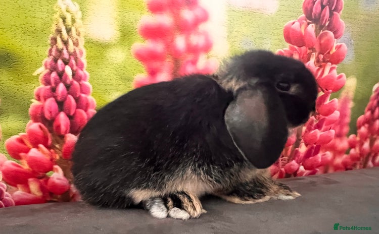 Mini Lop rabbits - Advert 8