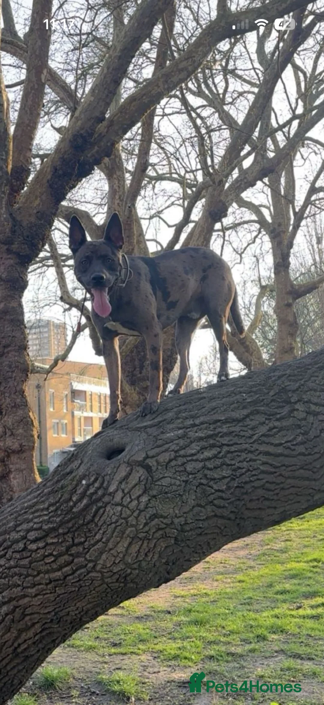 Mixed Breed dogs for stud: Belgian malinios x American bully for stud - Advert 2