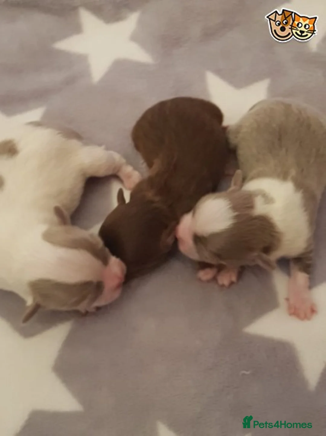 Chihuahua dogs for stud: Lilac and tan Russian import stud dog DNA tested in Rotherham - Advert 29