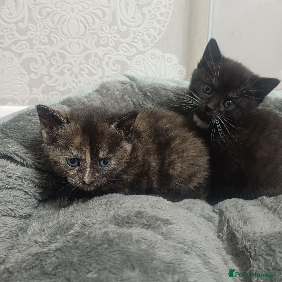Mixed Breed cats for sale: Cute Kittens:)) - Advert 2