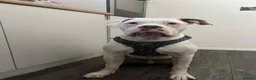 American Bulldog dogs for stud: American Bulldog Import For Stud - Advert 9