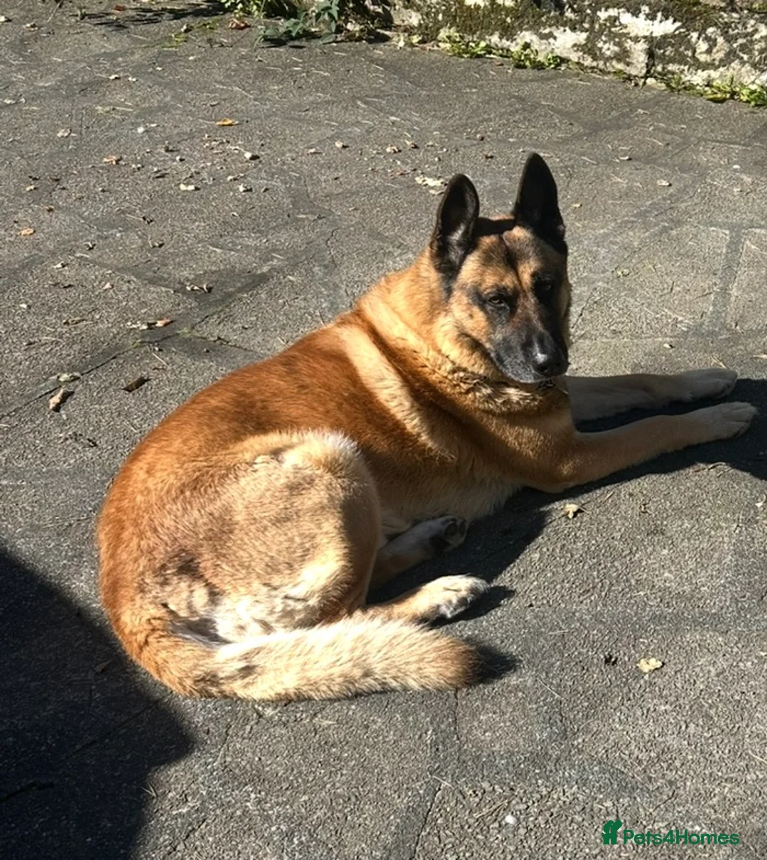 Mixed Breed dogs for stud: Straight-Back GSD/Akita (Age 10 & Thriving) - Advert 5