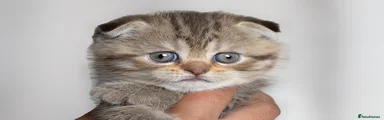 Scottish Fold Female 
