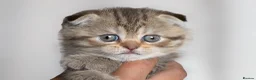 Scottish Fold cats for sale: 🐾Scottish Fold & Straight Kittens, 4Girls, 1Boy  - Advert 9