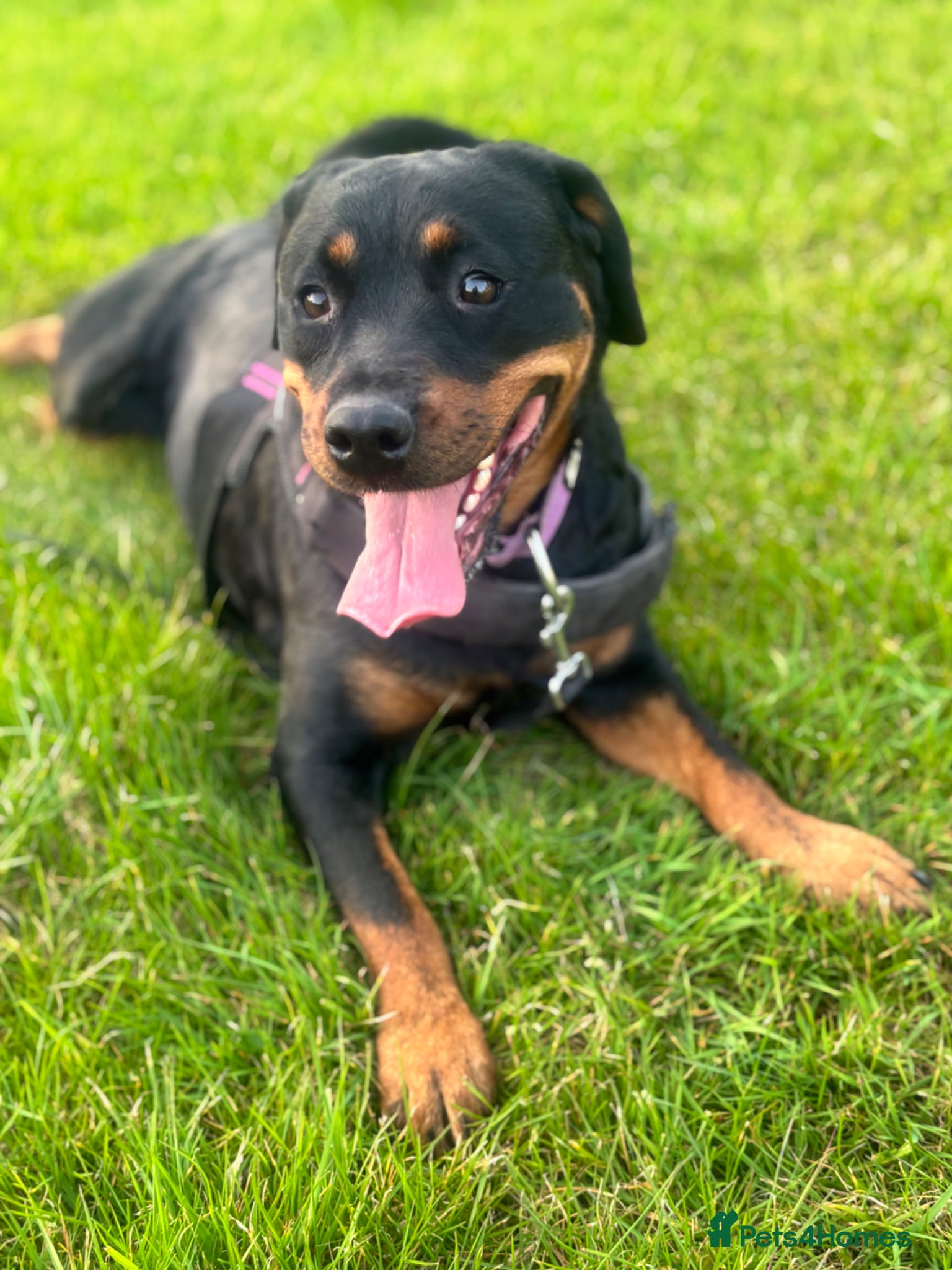 Rottweiler dogs 1.5year old rottie for rehoming  - Advert 3