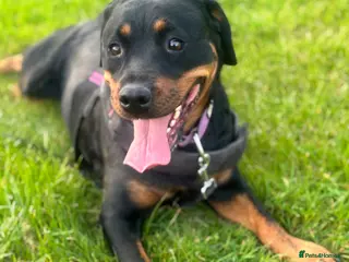 Rottweiler dogs 1.5year old rottie for rehoming - Advert 3