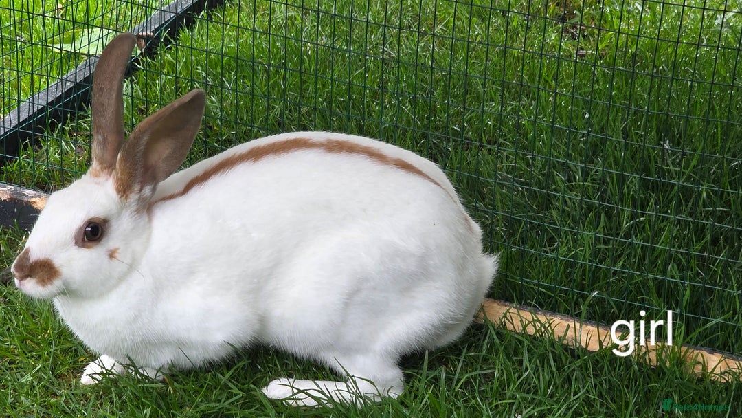 English Spot rabbits for sale: Torte English spot  - Image 2