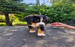 Entlebucher Mountain Dog dogs for sale: Entlebucher Mountain Dog - Image 11