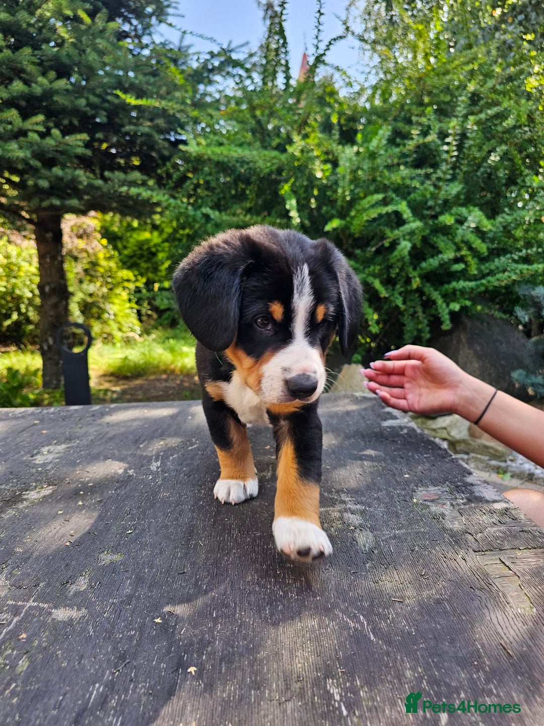 Entlebucher Mountain Dog dogs for sale: Entlebucher Mountain Dog - Image 11