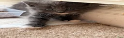 Mixed Breed cats for sale: 4 beautiful kittens  - Advert 6