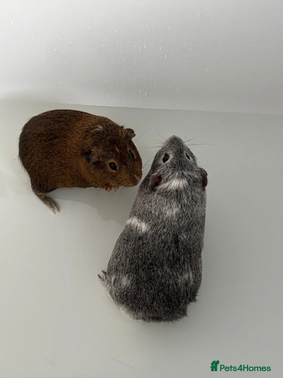 Guinea Pig rodents for sale: 2 male guinea pigs - Advert 1