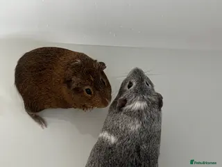 Guinea Pig rodents 2 male guinea pigs - Advert 1