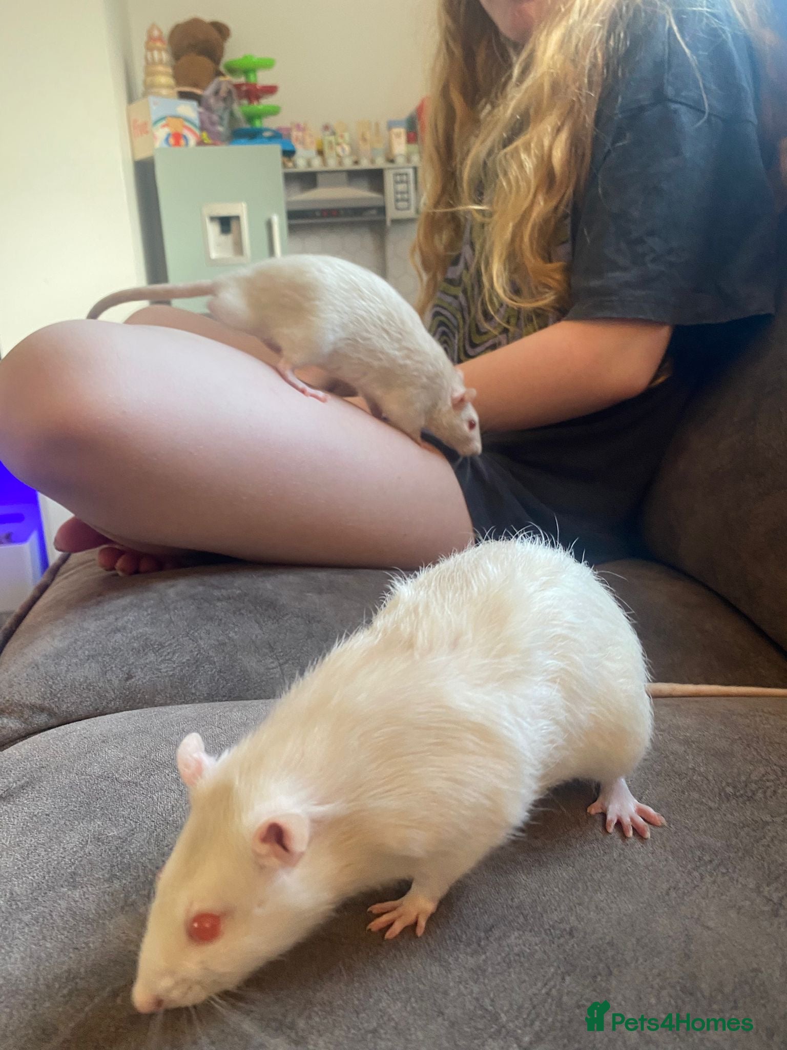 Rat rodents 2 albino rats  - Advert 8
