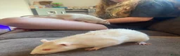 Rat rodents for sale: 2 albino rats  - Advert 1