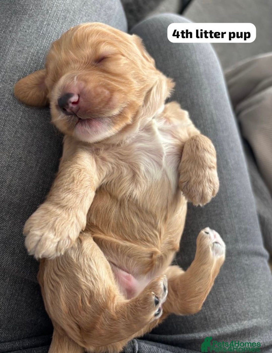 Cockapoo dogs for stud: F1b cockapoo for stud NOT FOR SALE - Image 29