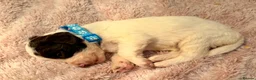 Sproodle dogs for sale: Sproodle puppies from experienced, licensed breedr - Advert 4