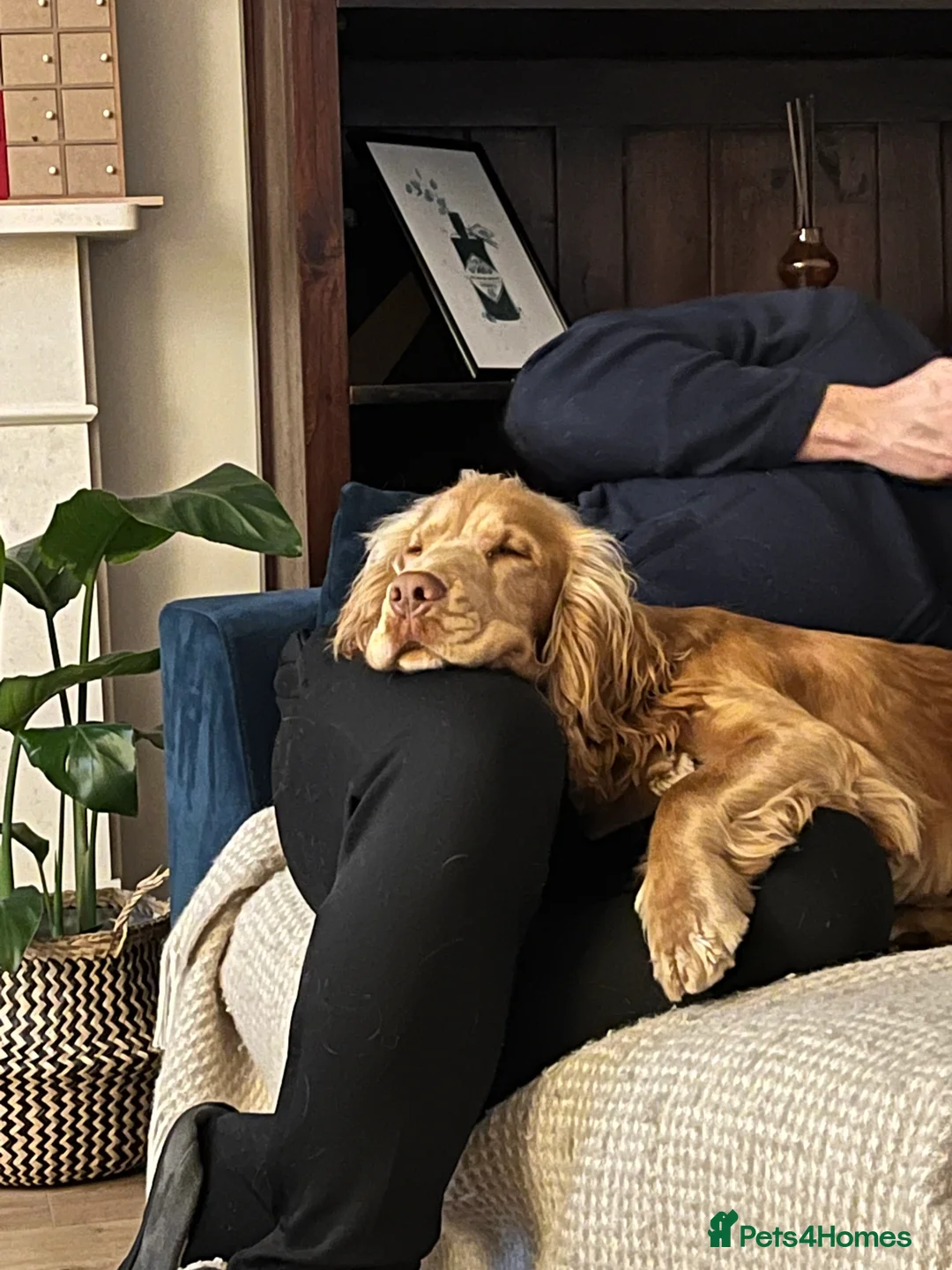 Cocker Spaniel dogs for stud: PROVEN STUD 100% show cocker, KC REG, Clear health in Tonbridge - Advert 12