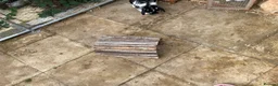 Dwarf Lop rabbits for sale: 3 Rabbits  in Leeds - Advert 3