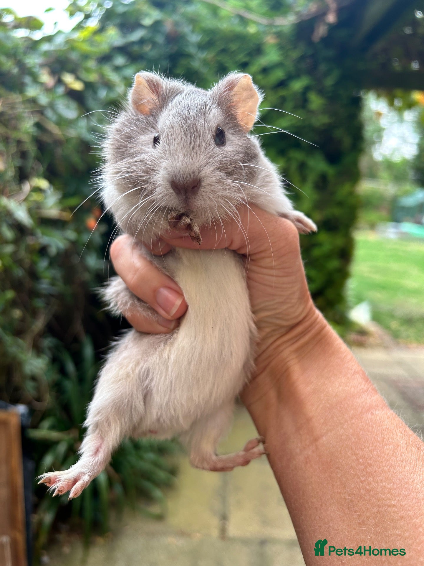 Guinea Pig rodents Hand reared baby guinea pigs males & females - Advert 1