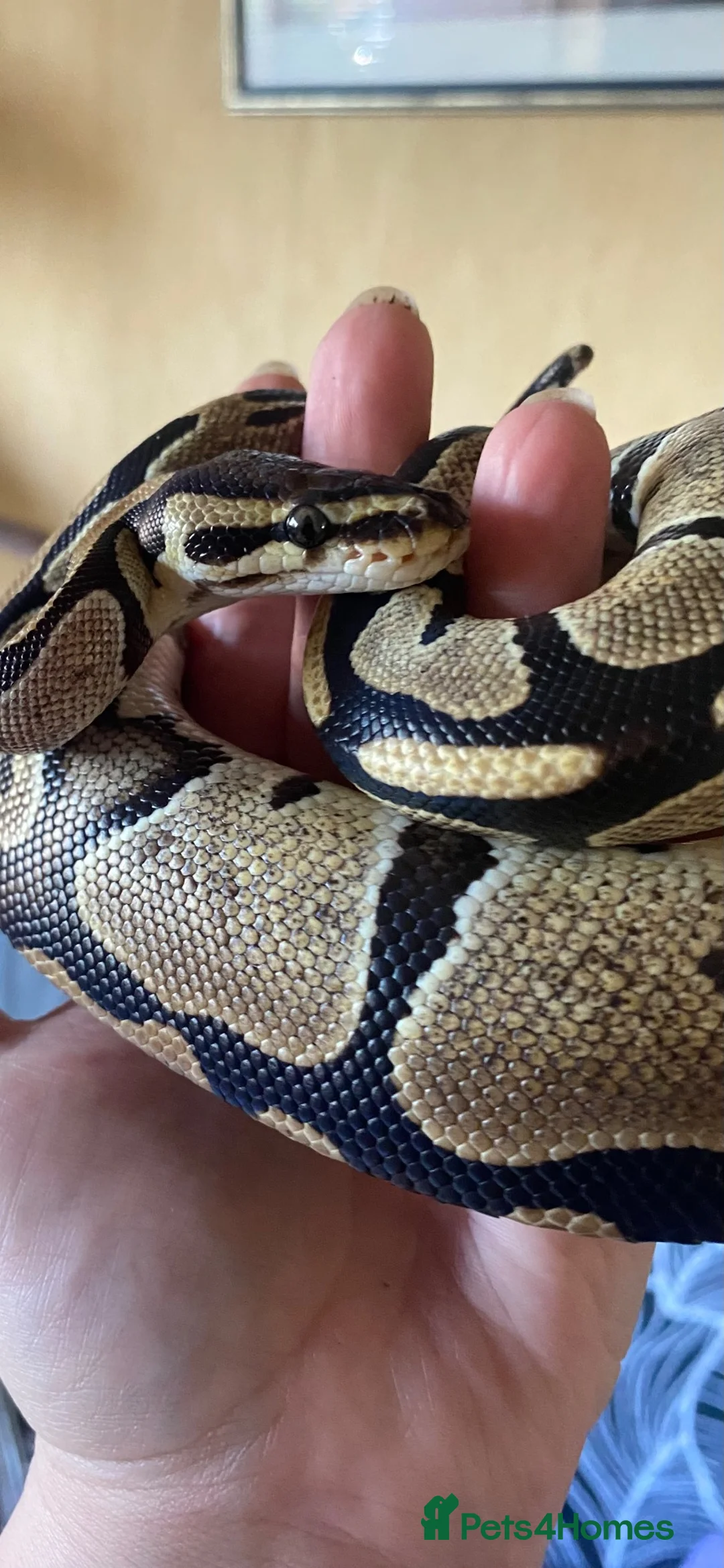 Python Snake reptiles for sale: Young ball python  - Advert 2