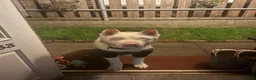 Akita dogs for sale: Urgent Adoption  - Advert 6