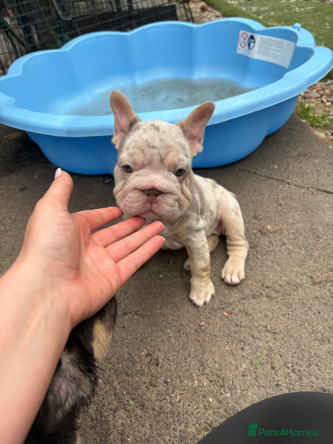 French Bulldog dogs for sale: Beautiful French bulldog girls (ready now) - Image 8