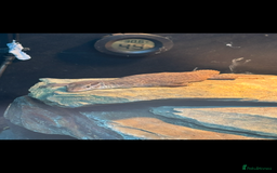 Monitor reptiles for sale: Red Ackie  - Advert 3