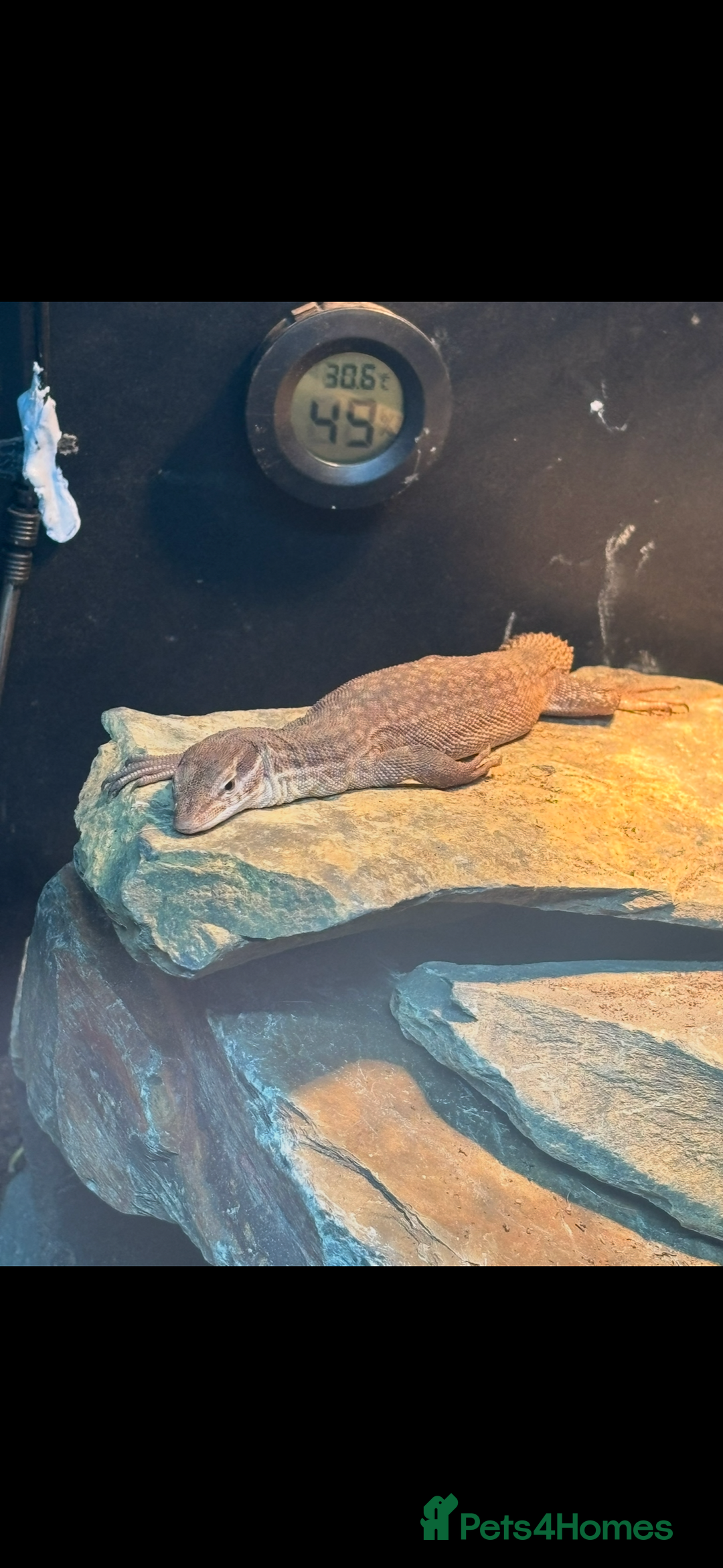 Monitor reptiles for sale: Red Ackie  - Advert 3