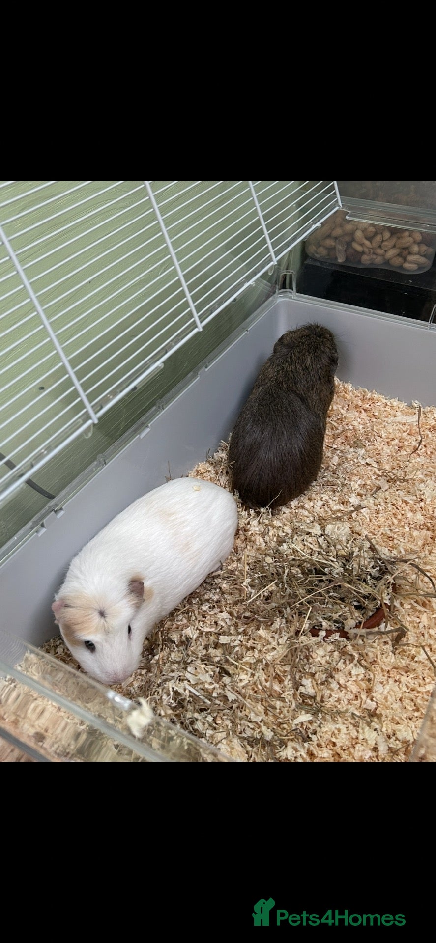 Guinea Pig rodents Two boy guinea pigs  - Advert 1