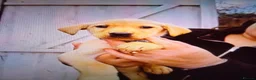Labrador Retriever dogs for sale: Labrador  - Advert 3
