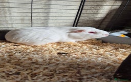 Guinea Pig rodents for sale: Female guinea pigs  - Image 8