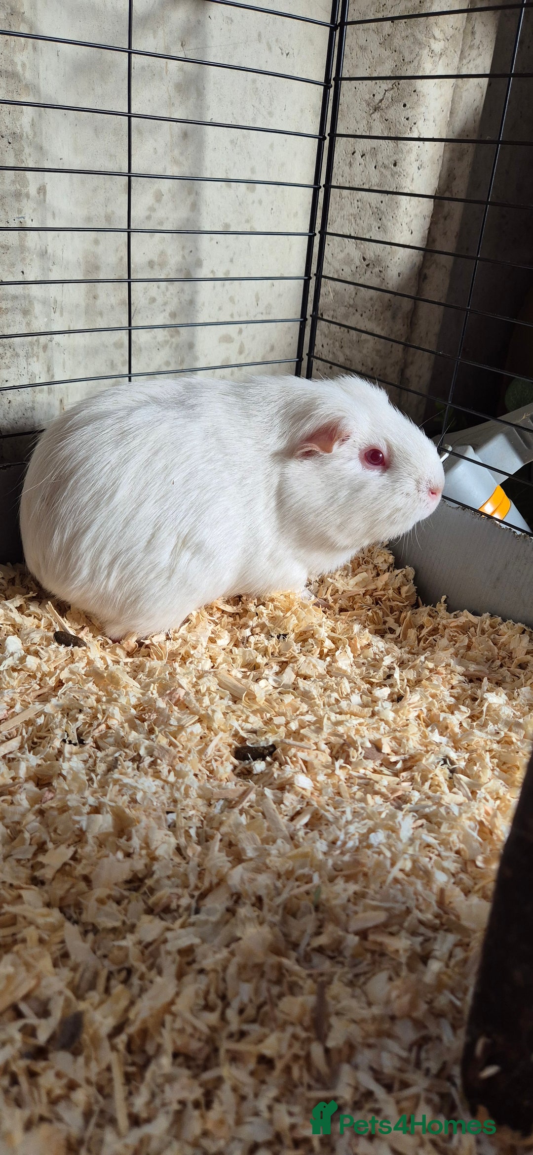 Guinea Pig rodents for sale: Female guinea pigs  - Image 8