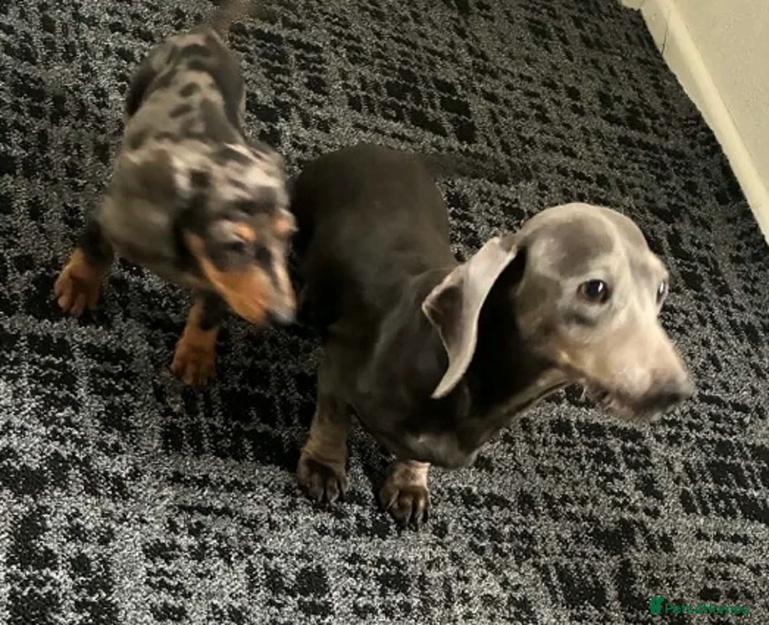 Dachshund dogs for sale: Smooth haired Dachshund  in Stourport-on-Severn - Advert 6