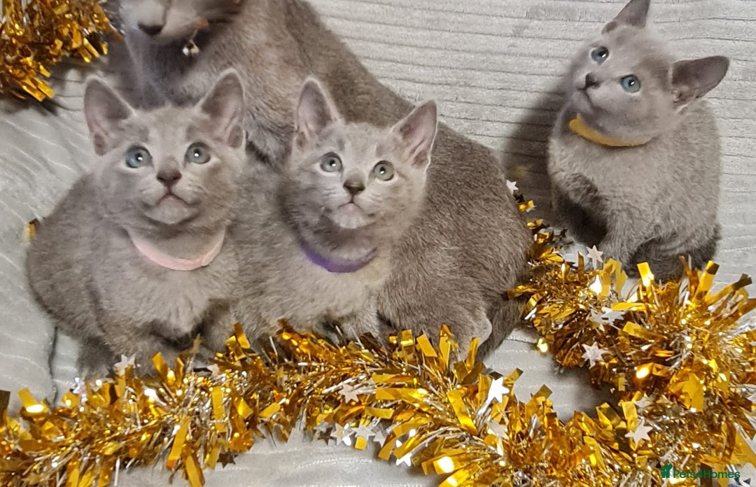 Russian Blue cats for sale: Stunning Russian Blue kittens-pure Pedigree - Image 15