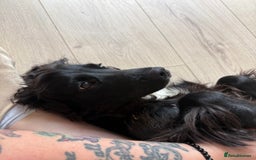 Mixed Breed dogs for sale: Sprocker pup  - Image 3