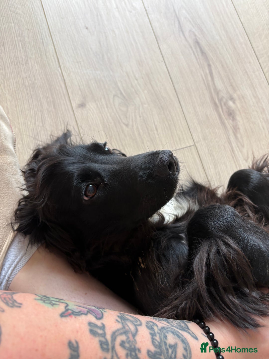 Mixed Breed dogs for sale: Sprocker pup  - Image 3