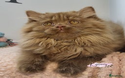 British Longhair cats for sale: Stunning Cinnamon Tica Registered Boy - Image 5