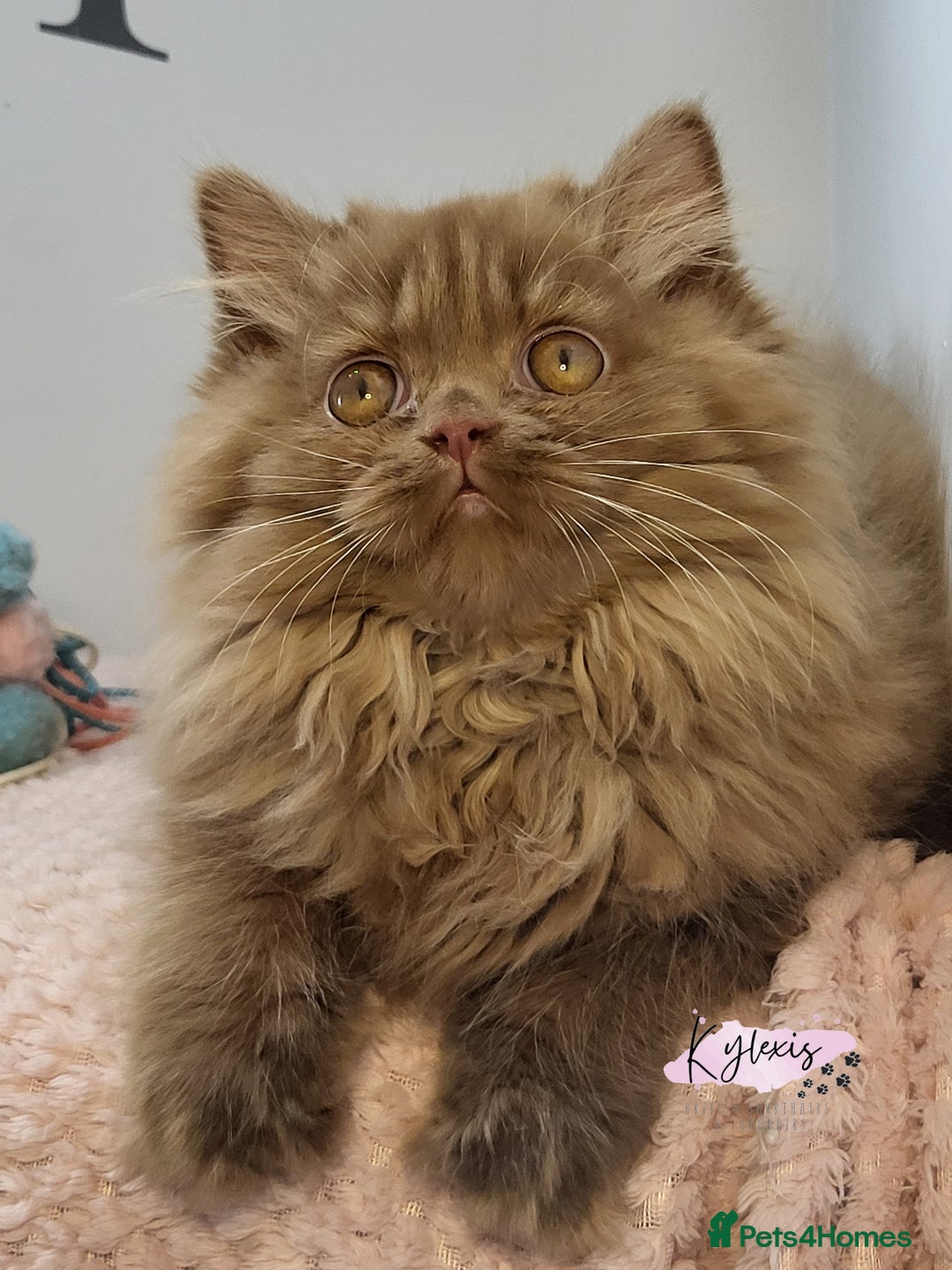 British Longhair cats for sale: Stunning Cinnamon Tica Registered Boy - Image 5