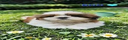 Shih Tzu dogs for sale: 🐶🐾EXCEPTIONAL PURE STANDARD SHIH TZU PUPPIES🐾🐶 - Advert 22