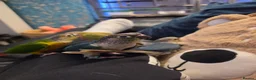 Conures birds for sale: Hand reared 325 ono - Advert 8